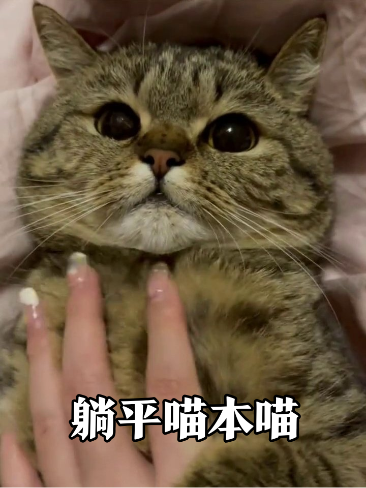 虎斑猫躺平任rua秒变表情包,这歪头杀萌到心化!