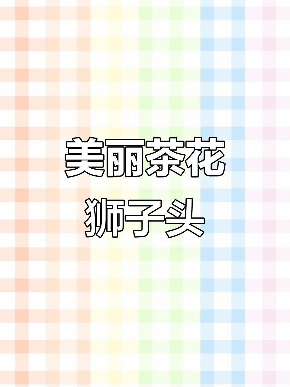 云南茶花狮子头,一眼惊艳的美景