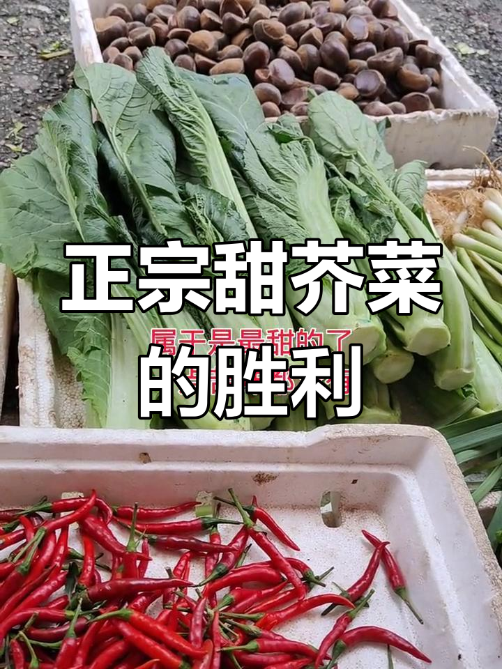 本地芥菜口感差,市场甜味品种更胜一筹