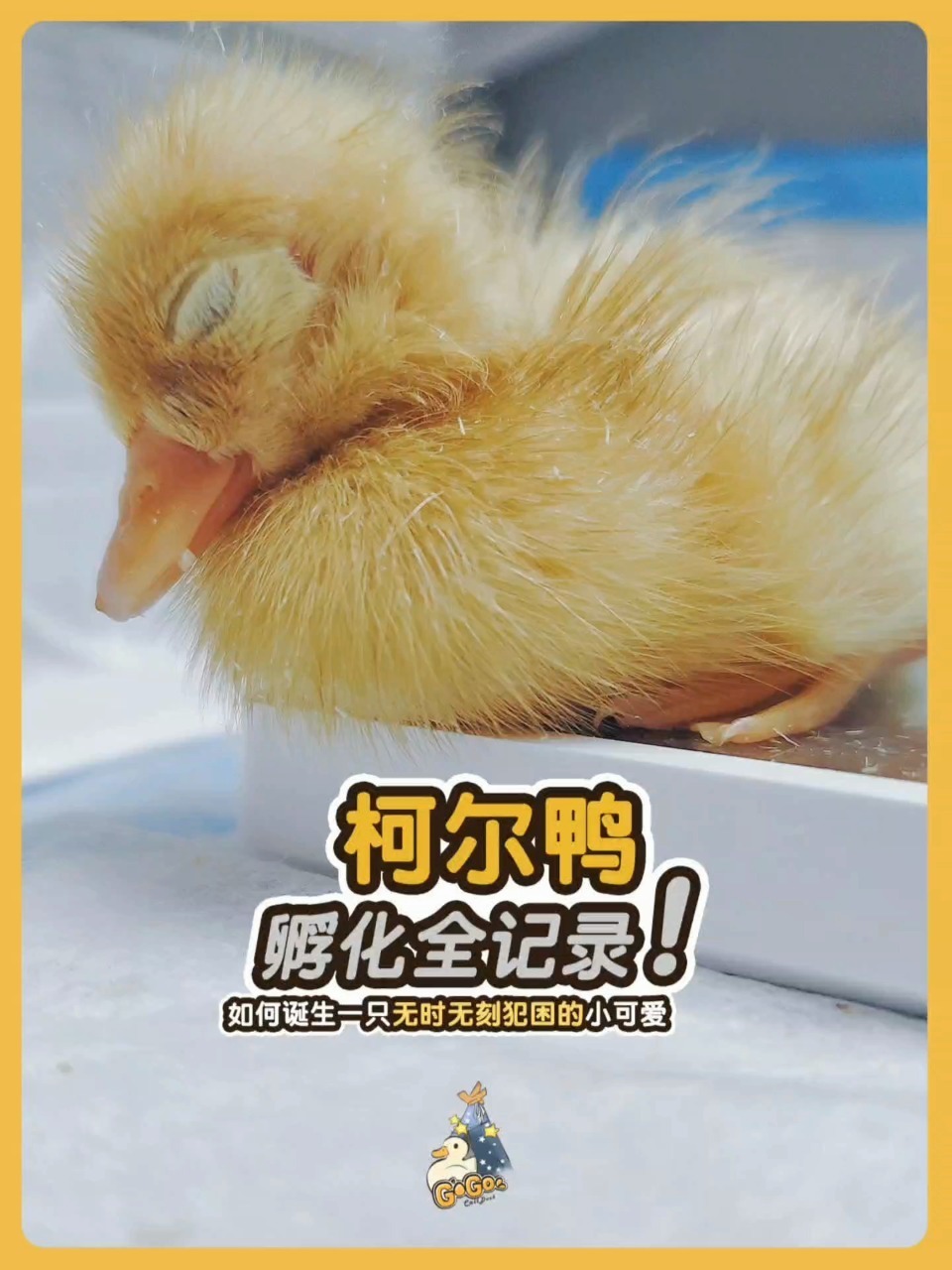柯尔鸭孵化全记录!困睡小可爱从此诞生
