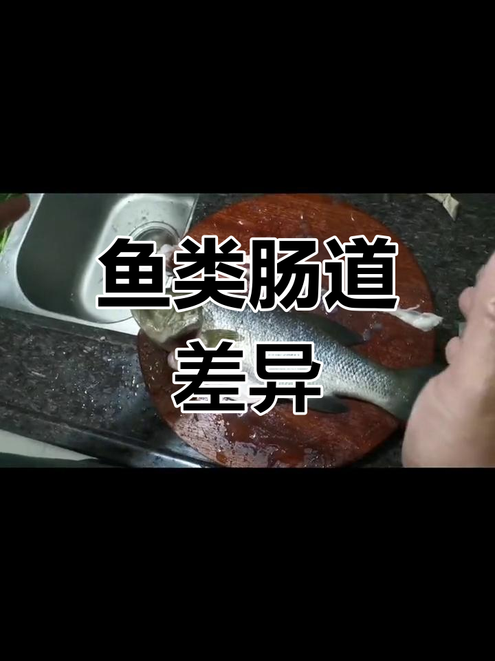 食性不同,鱼肠道长短有别:肉食短,草食长