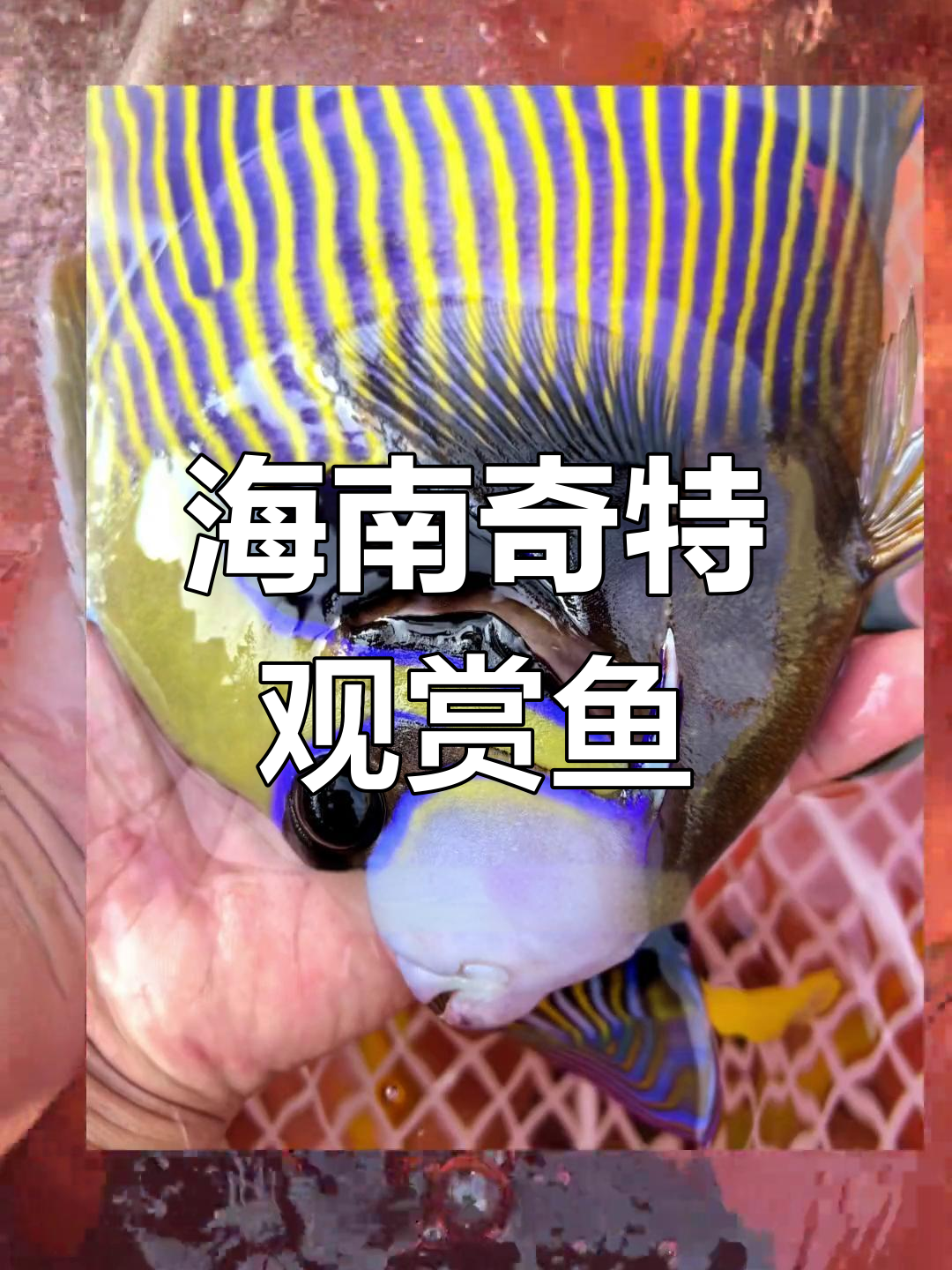 海南观赏鱼大揭秘:会钓鱼的蓝斑条尾红,还有毒刺盖鱼