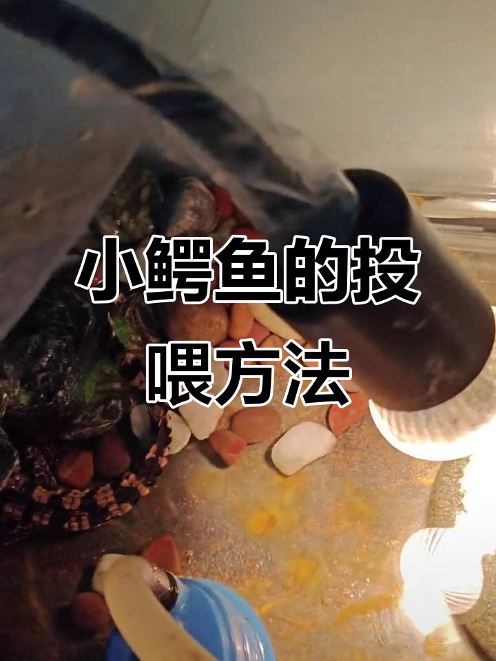 小鳄鱼刚到家,喂食技巧全揭秘:从小泥鳅到小鱼的过渡