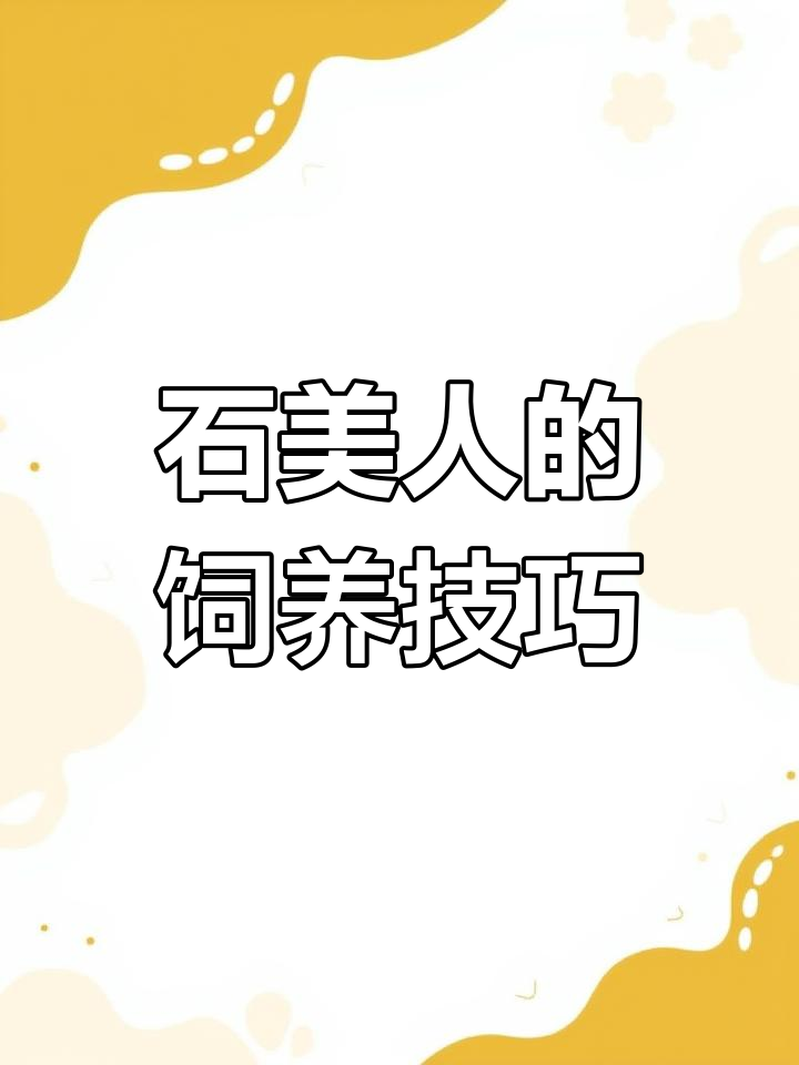石美人鱼养护全攻略:性格温和,适合家养