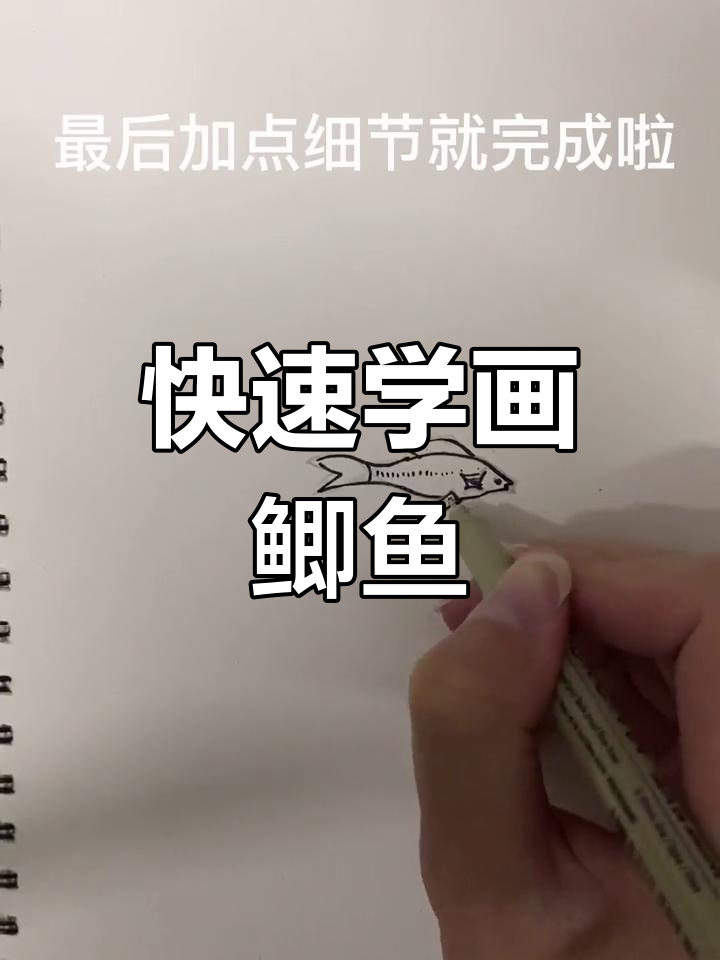 一分钟学会画鲫鱼,简单又有趣
