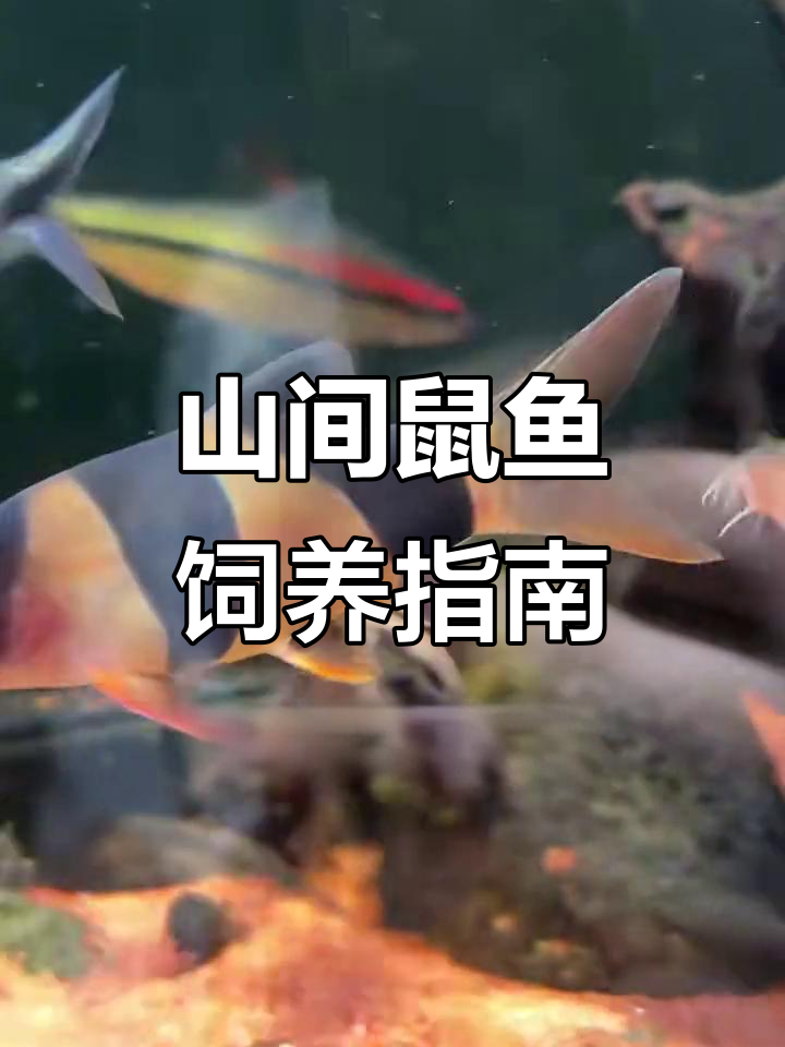 淡水小丑鱼:山间鼠鱼的独特魅力与养护技巧