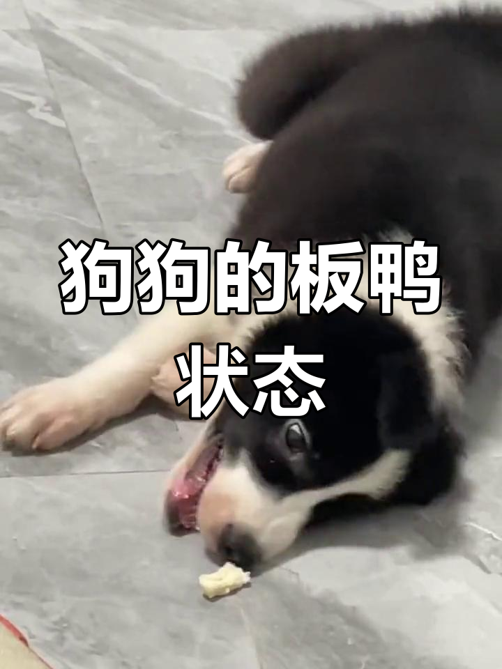 板鸭趴:狗狗的放松姿势