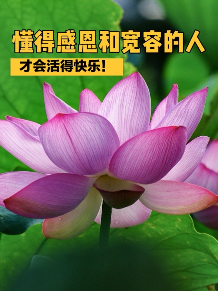 懂得感恩和宽容的人,才会活得快乐!