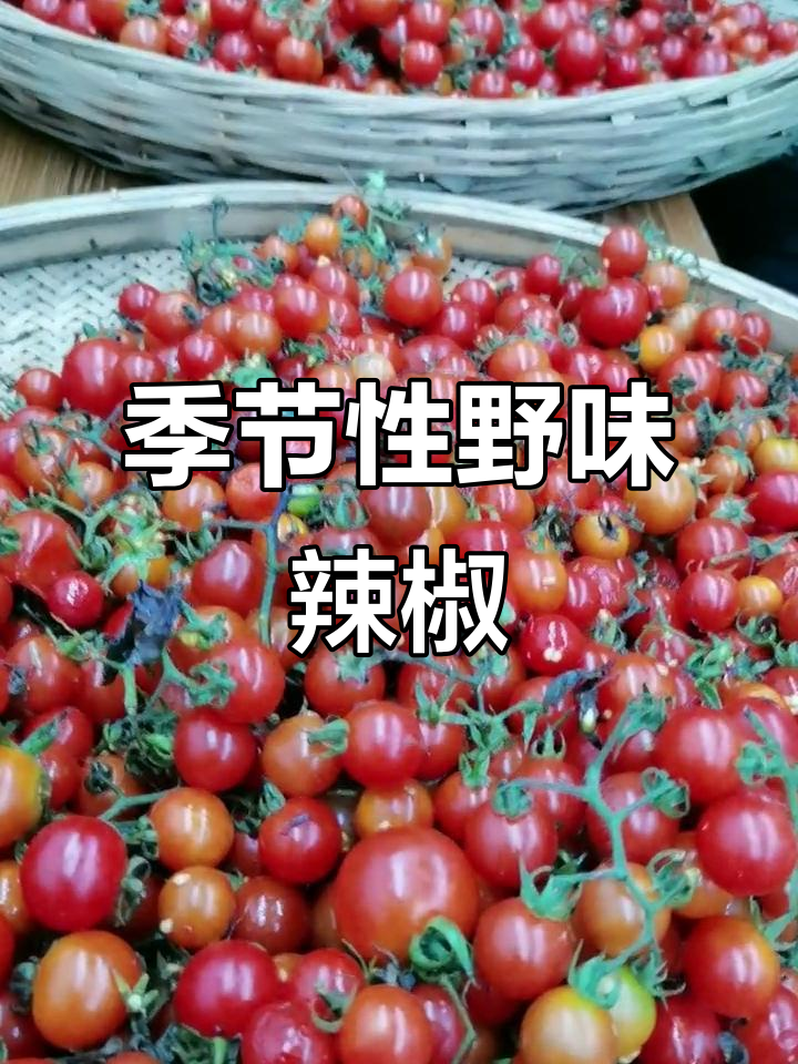 野生毛辣角,炒菜增香,油辣椒独特风味
