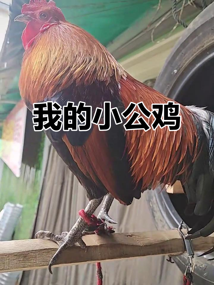 小公鸡早上好,不哭不闹真可爱