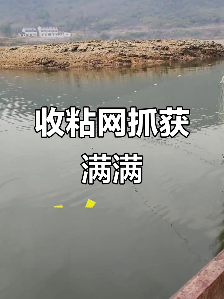 粘网捕鱼大丰收,白条麦穗一网打尽