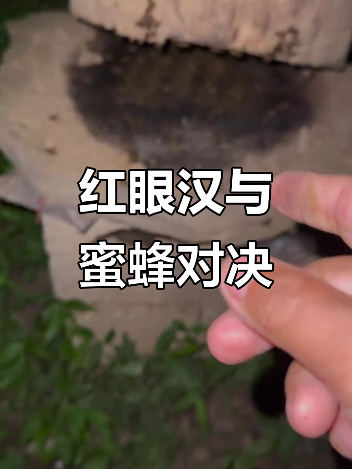 红眼汉勇斗蜜蜂,棉被来袭无法逃脱