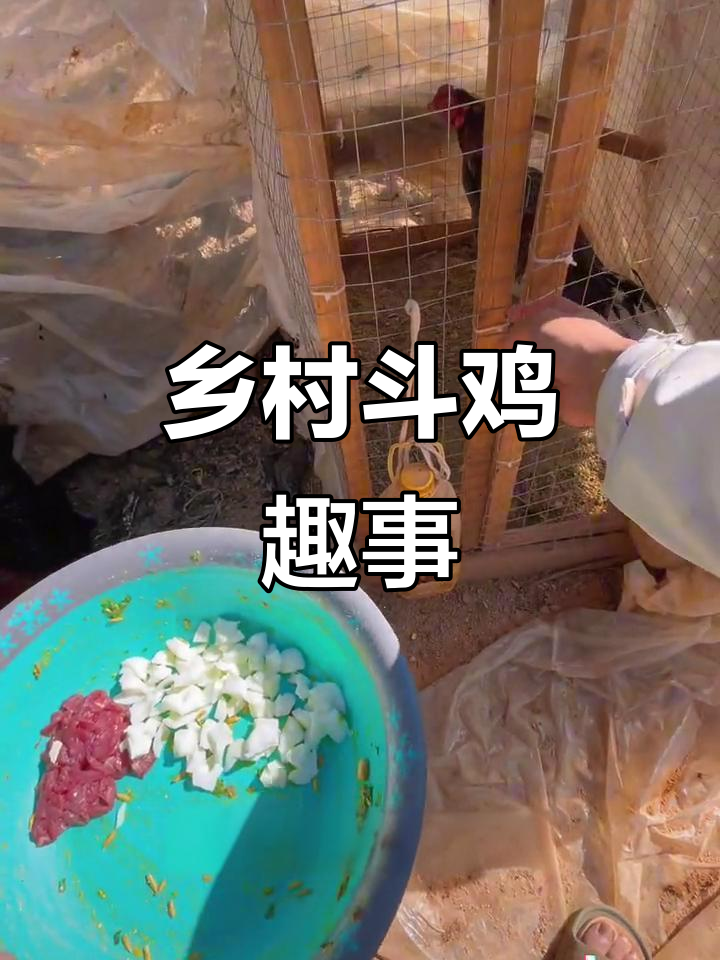 农村斗鸡文化大揭秘,小花枝与灰鸡的激烈对决