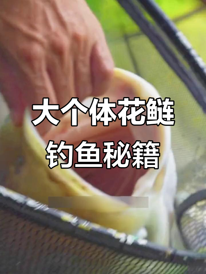 钓大花鲢必备技巧,伴侣搭配让鱼货翻倍