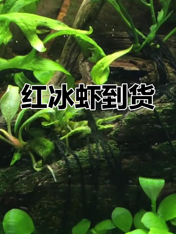 尝试养红冰虾,希望这次能成功繁殖