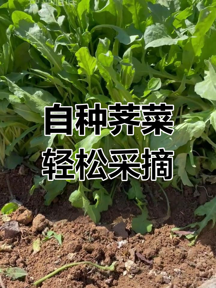 荠菜种植简单,一个月收获新鲜美味