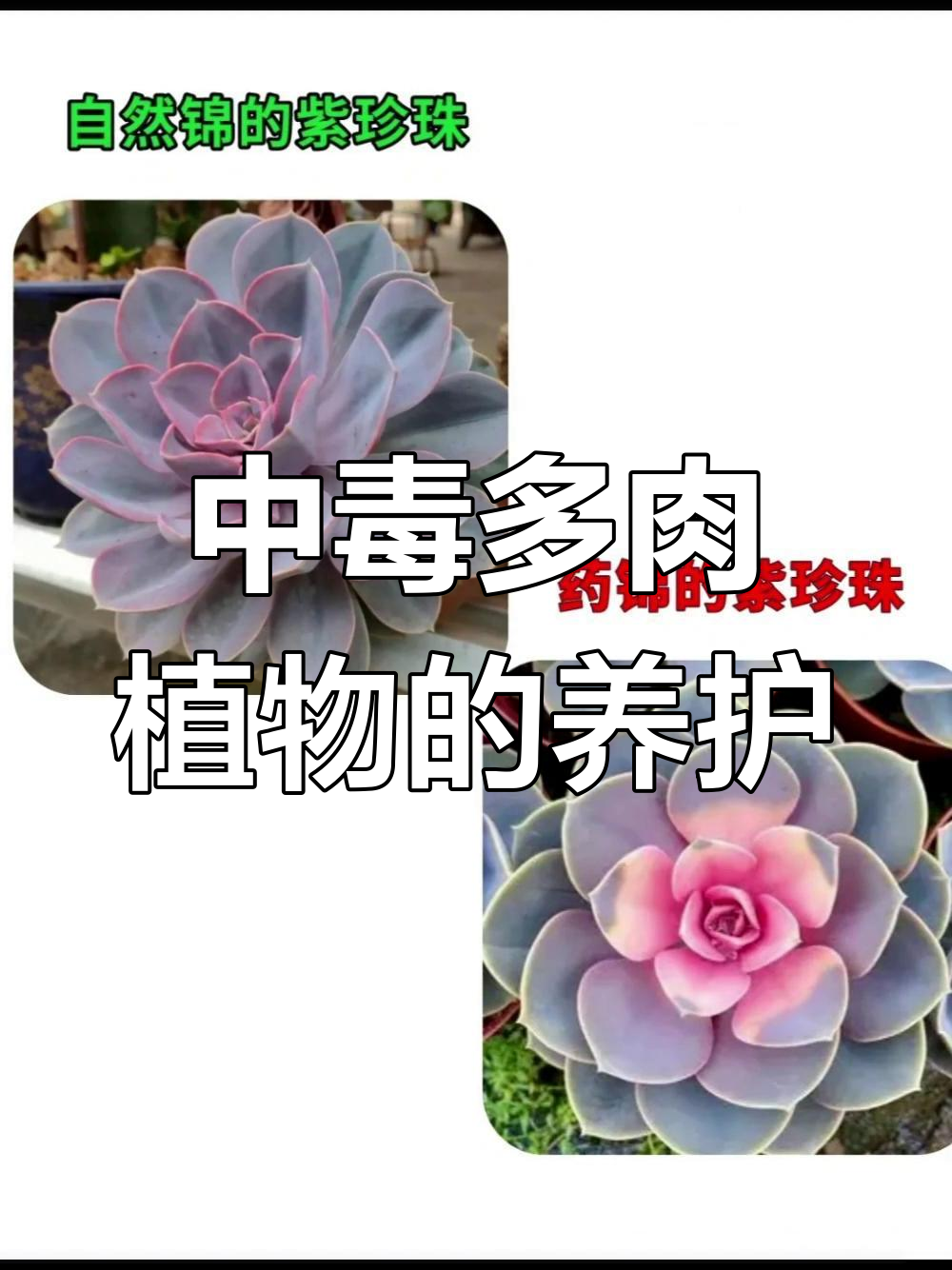 多肉植物中毒症状与应对方法