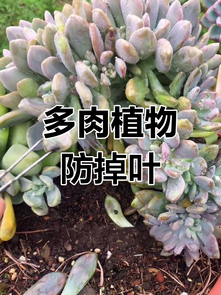 冬美人多肉植物养护技巧,避免掉叶问题