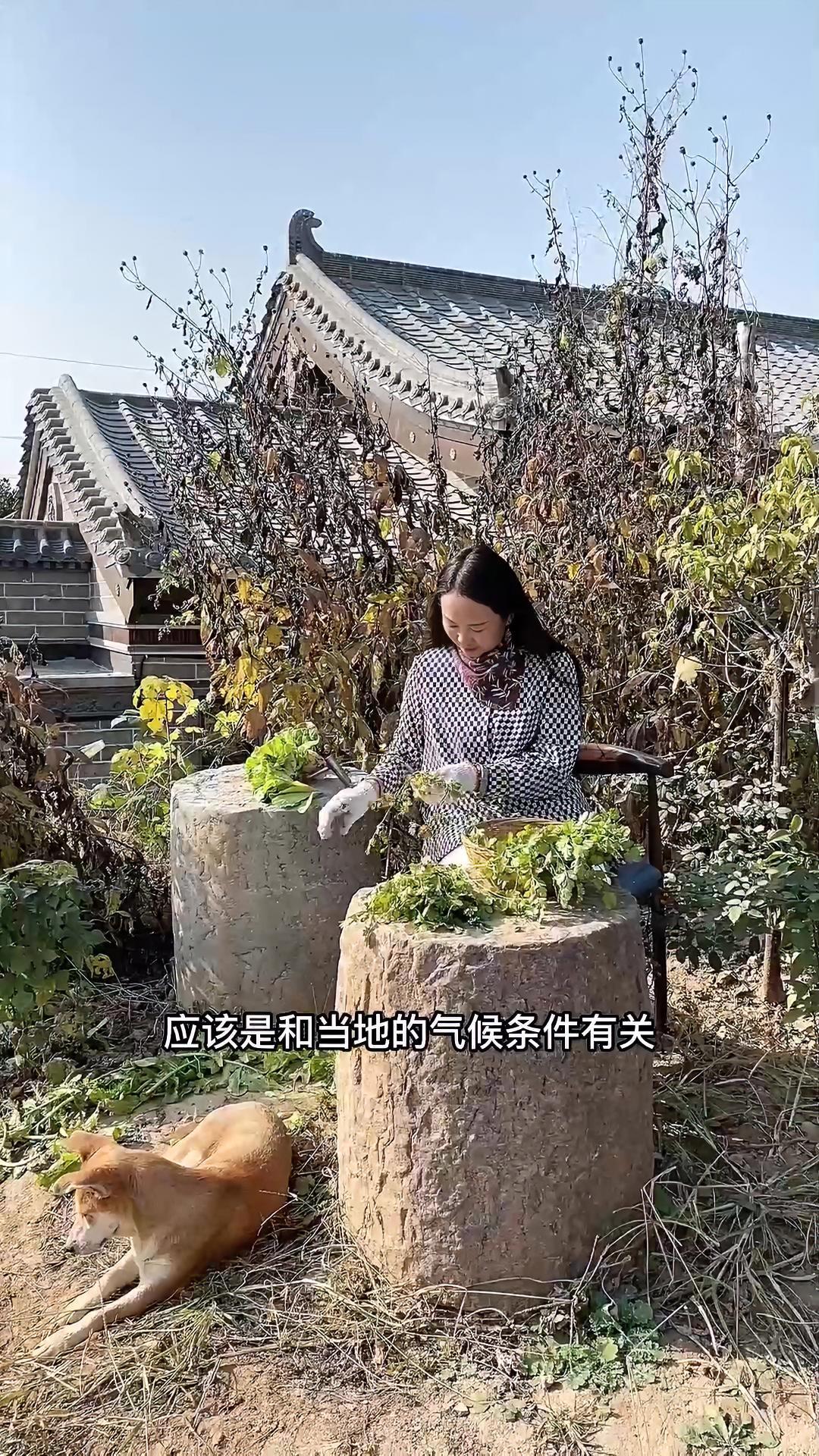南方的朋友来说说,你们真的把香菜称为“臭菜”吗?还有,我们小时候吃的芫荽和现在的香菜真的是