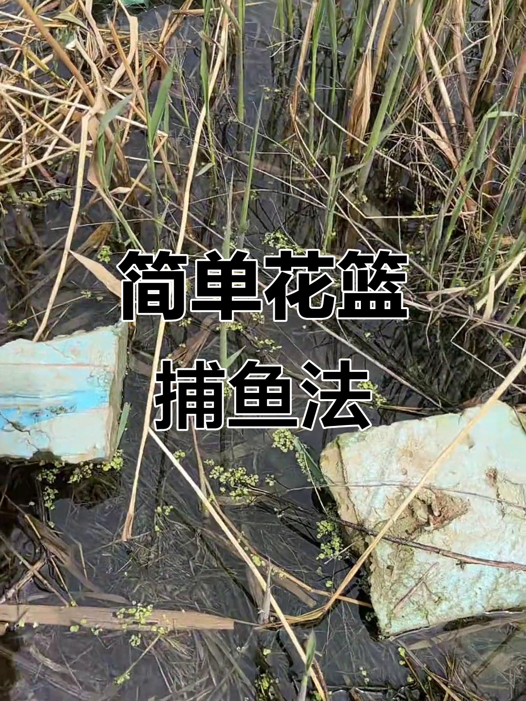 花篮捕鱼轻松搞定,池塘岸边放一放就能抓到美味