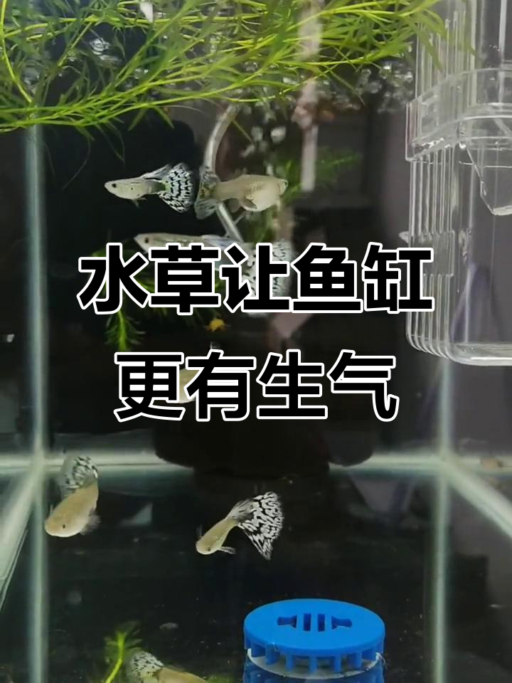 孔雀鱼缸加竹节草,水景更美!