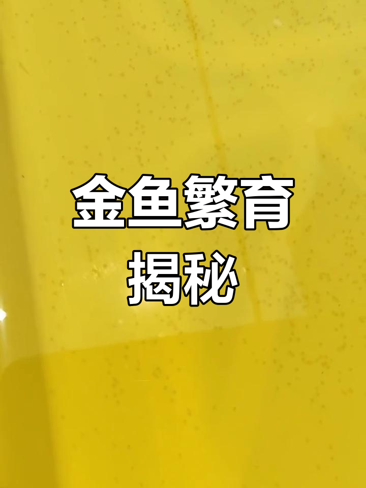 布里斯托金鱼繁殖揭秘,冷水观赏鱼的奇妙世界