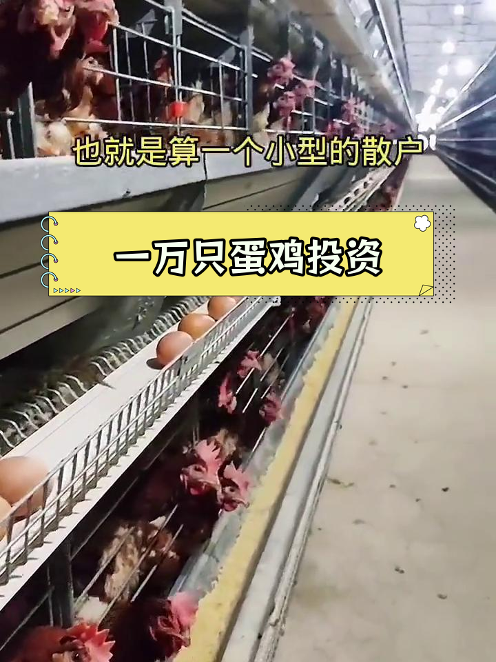 养殖一万只蛋鸡的投资成本分析