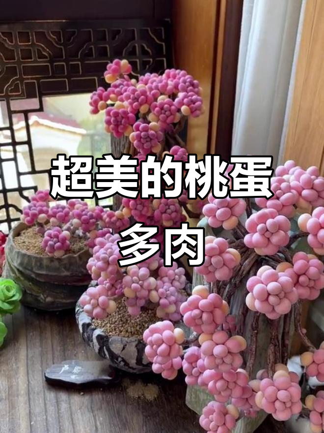 学员寄来的桃蛋多肉，超美！悬崖装和圆嘟嘟的组合