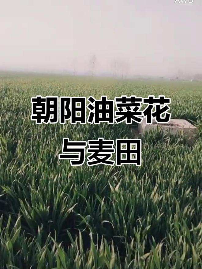 油菜花开,麦苗绿油油的朝阳美景