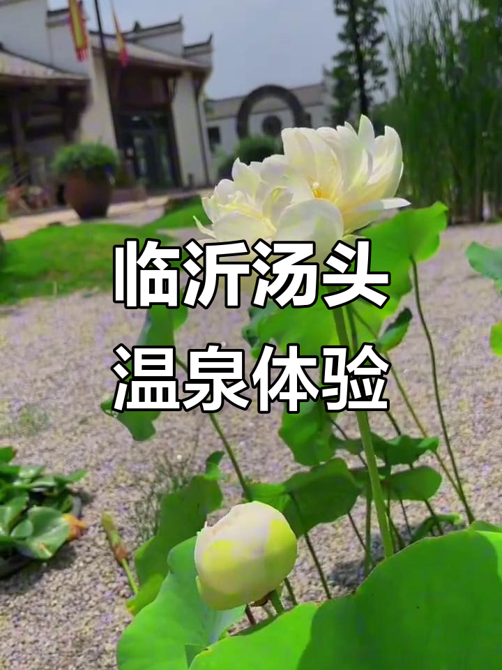 夏日温泉之旅,临沂汤头度假区尽享清凉时光