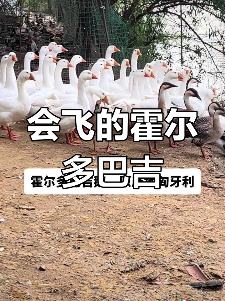 蓝眼飞鹅,头部无肉瘤