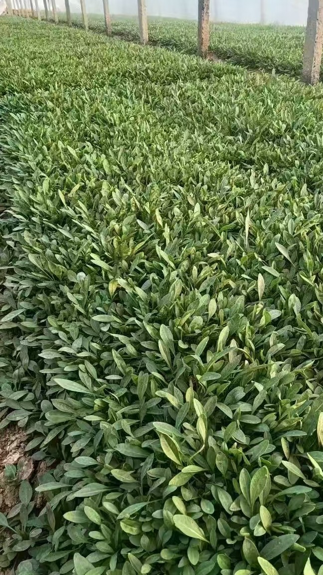 金鸡菊种植基地 大花金鸡菊 金鸡菊花海建设用苗