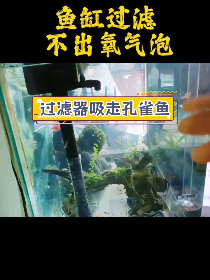 鱼缸过滤器不出气泡,竟是这条孔雀鱼遭了殃