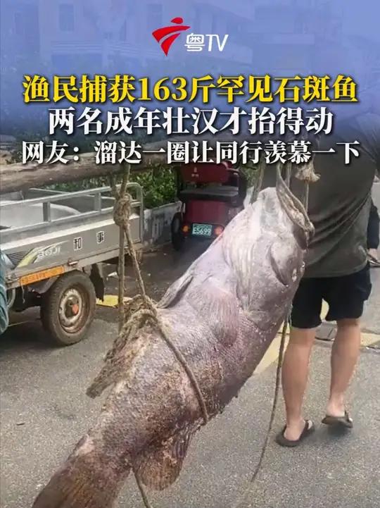 10月26日下午，海南省海口市荣山寮村渔民捕获一条巨型龙胆石斑鱼。该鱼约重160多斤，需两