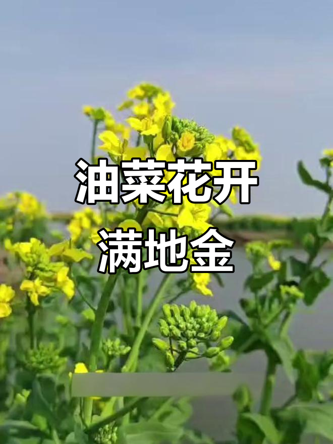 泰州垛田油菜花,青翠一片美景尽收眼底