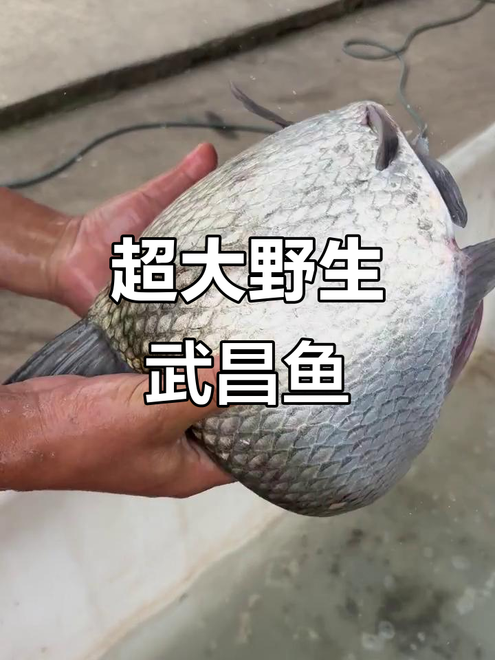 第一次见到这么大的野生武昌鱼,鲜嫩无比!