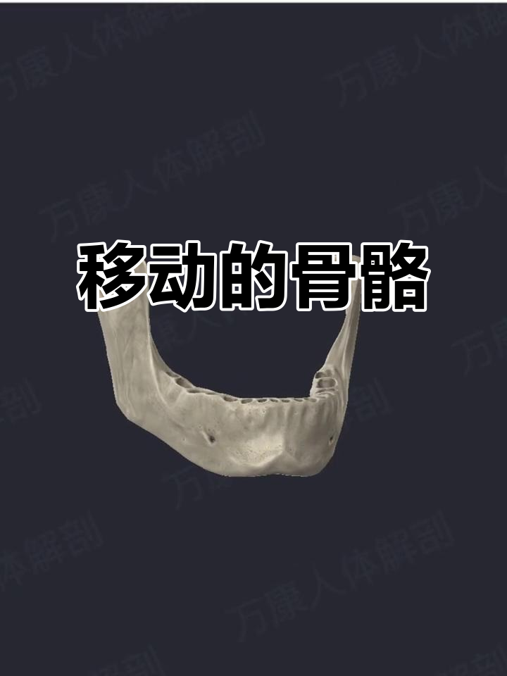 下颌骨支撑牙齿,是头骨中唯一可活动的部分