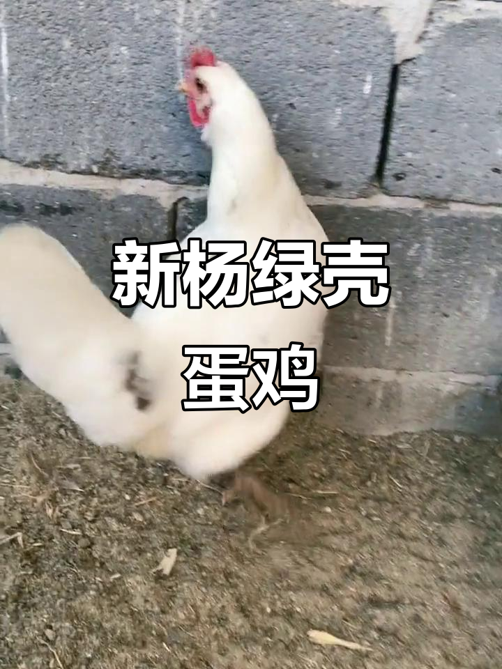 纯种新杨绿壳蛋鸡，已淘汰，仅剩几只抱窝用