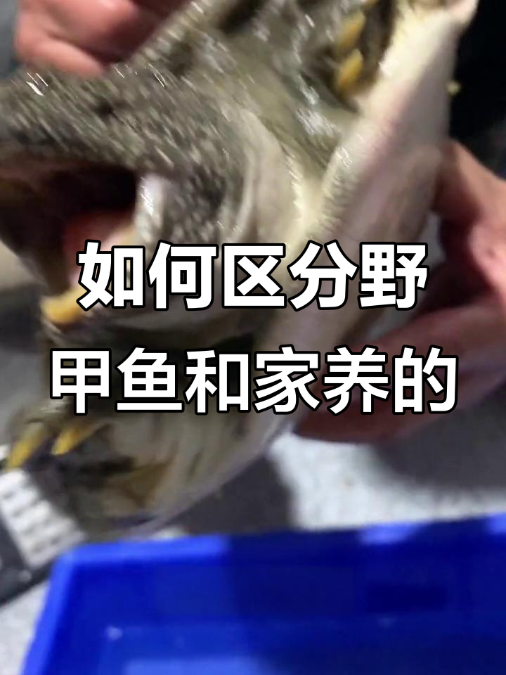 野生甲鱼与家养的区别,一看就懂