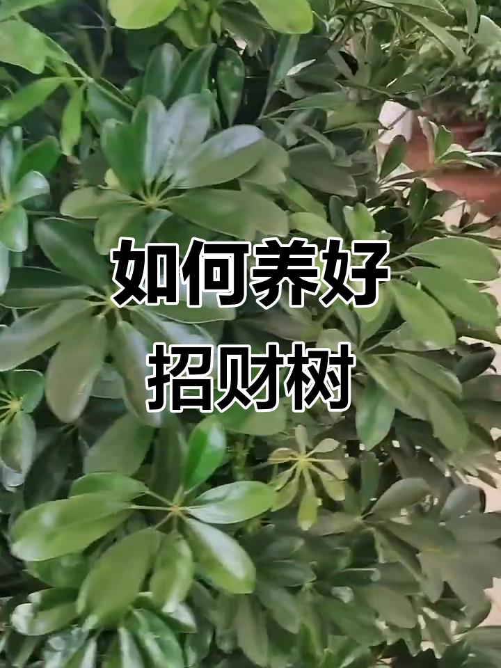 鸭掌木养护全攻略:光照、浇水技巧大揭秘