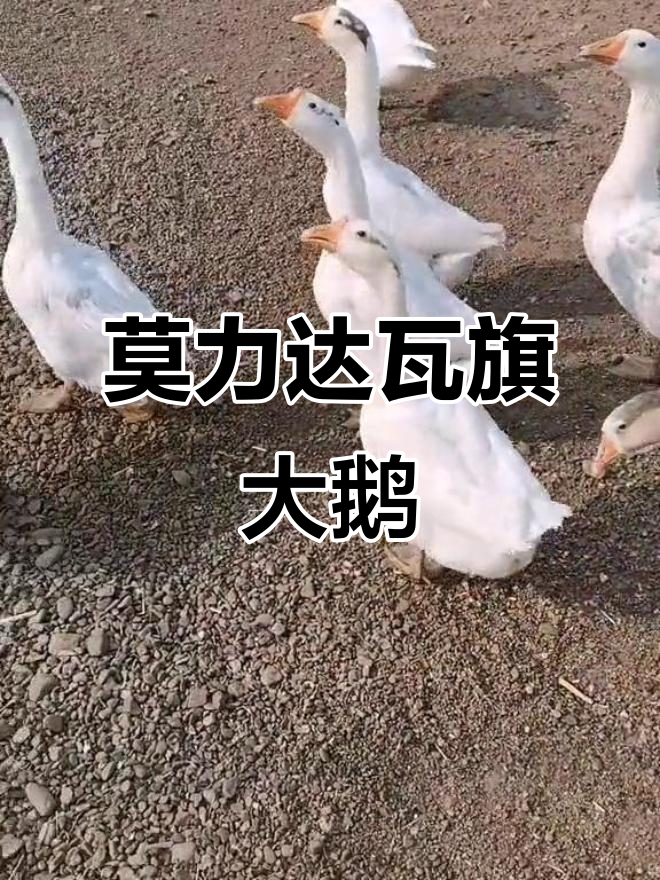 内蒙古莫力达瓦旗自家散养大鹅，货真价实不容错过