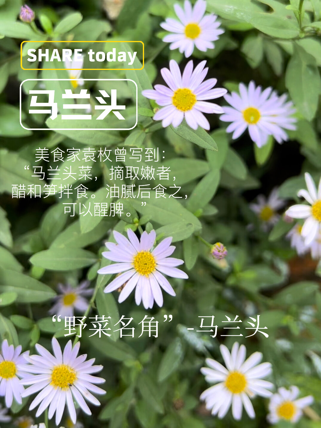 野菜名角“马兰头”开花了!