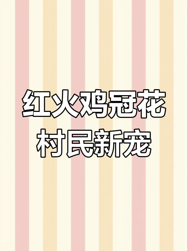 鸡冠花:红火象征与经济作物两不误