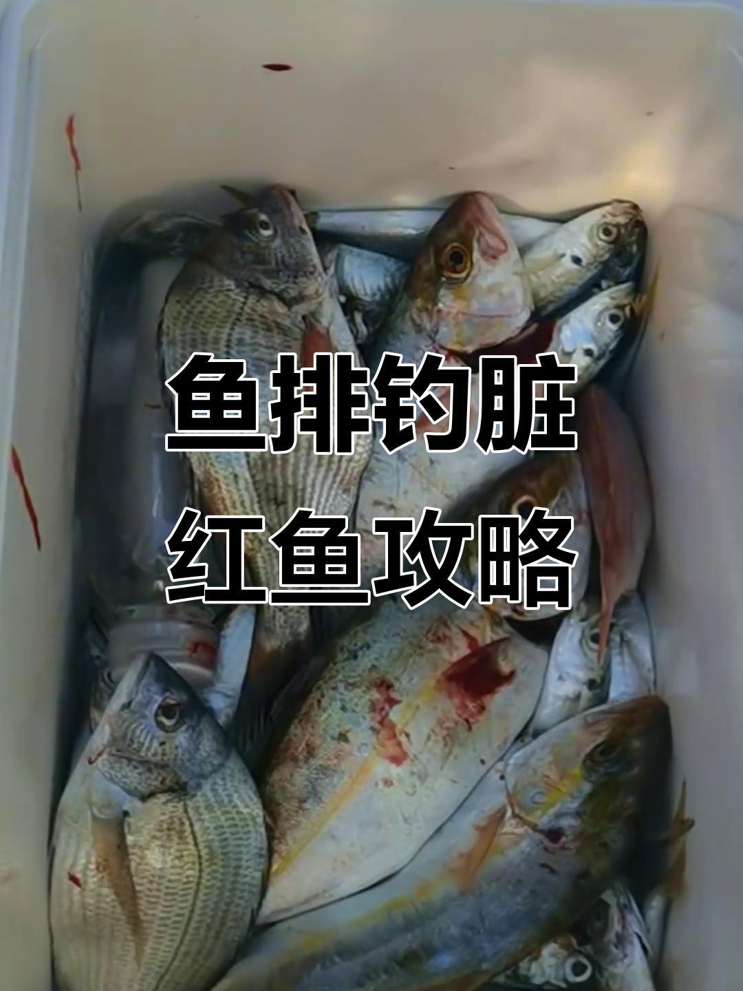 如何在鱼排钓脏红鱼?技巧与装备全揭秘