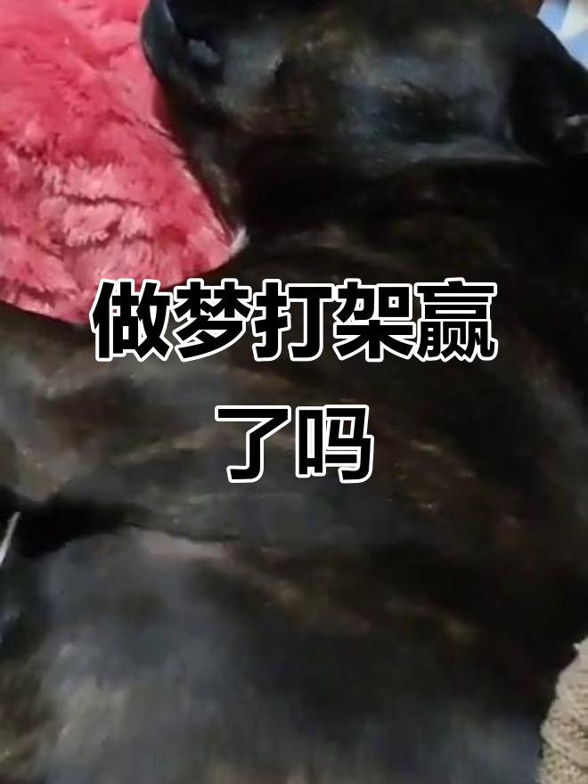 做梦打架竟然打赢了,真是急坏了!