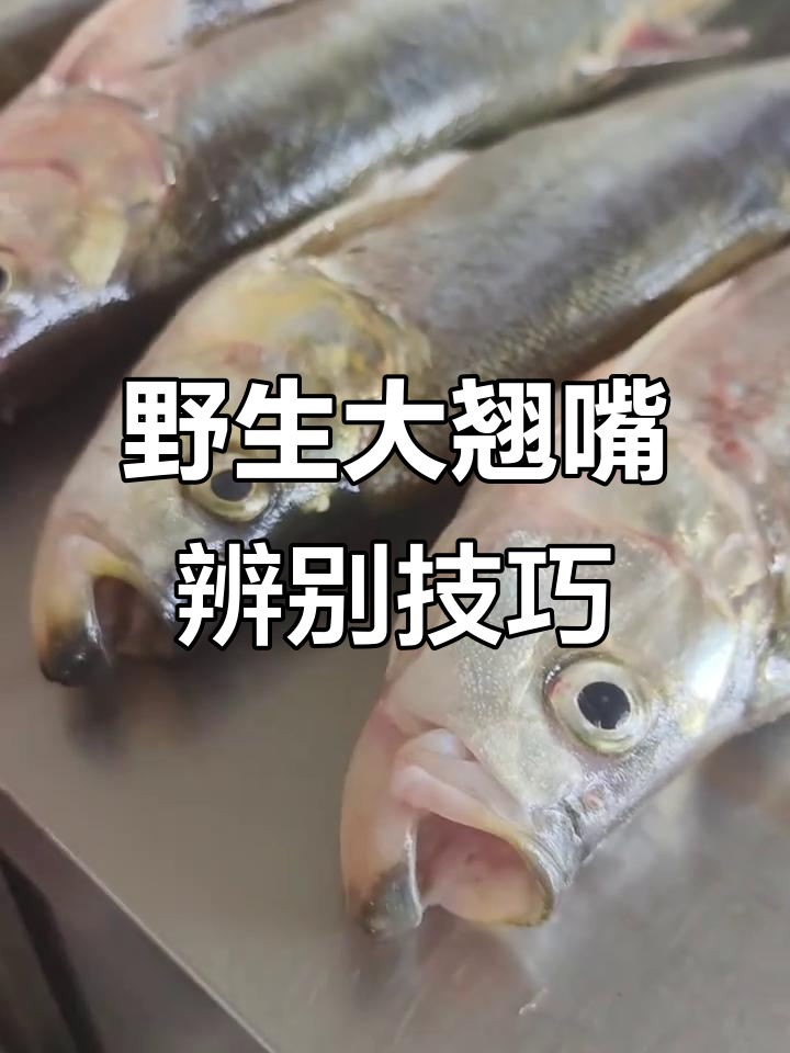 如何辨别野生与养殖大翘嘴,教你轻松分辨