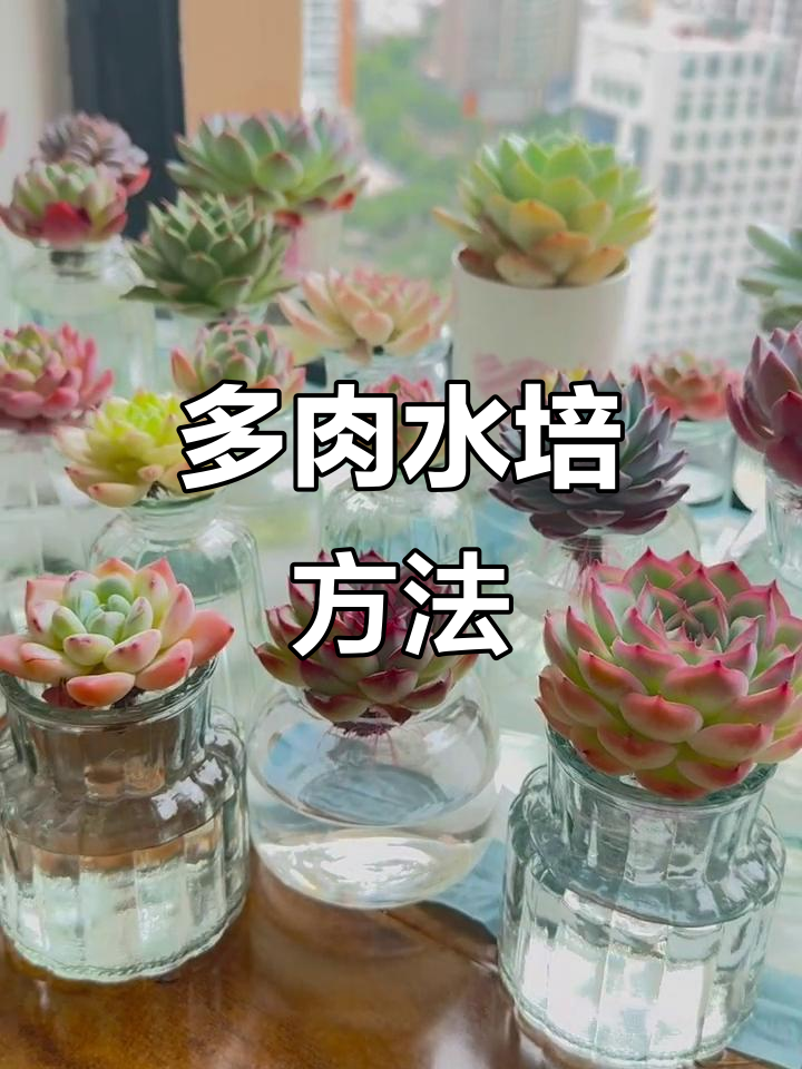 水培多肉技巧大公开，轻松搞定根系问题