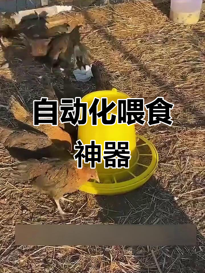 自动喂料机，省心又高效，告别忘记喂鸡的烦恼！