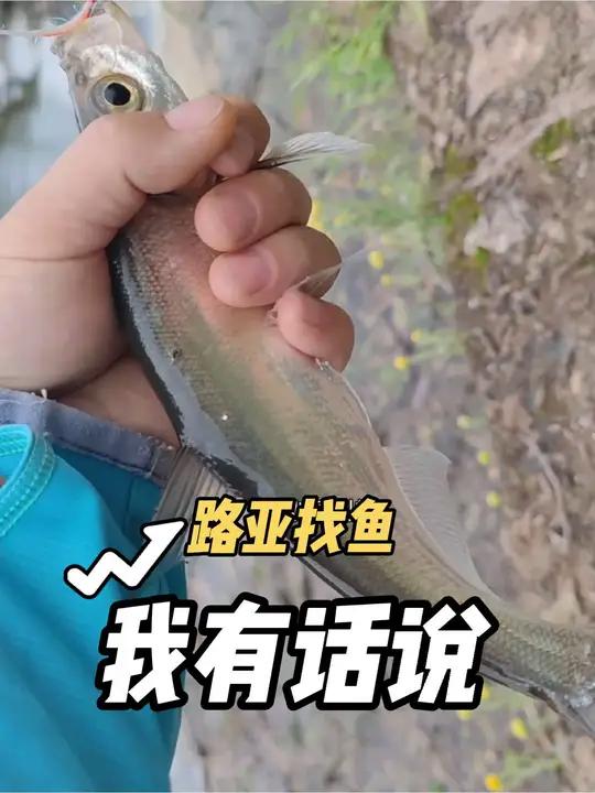 路亚找鱼难到了多少钓友,我也是不断的优化自己,分享个小经验 本来钓鱼时间就不多,还要花很多