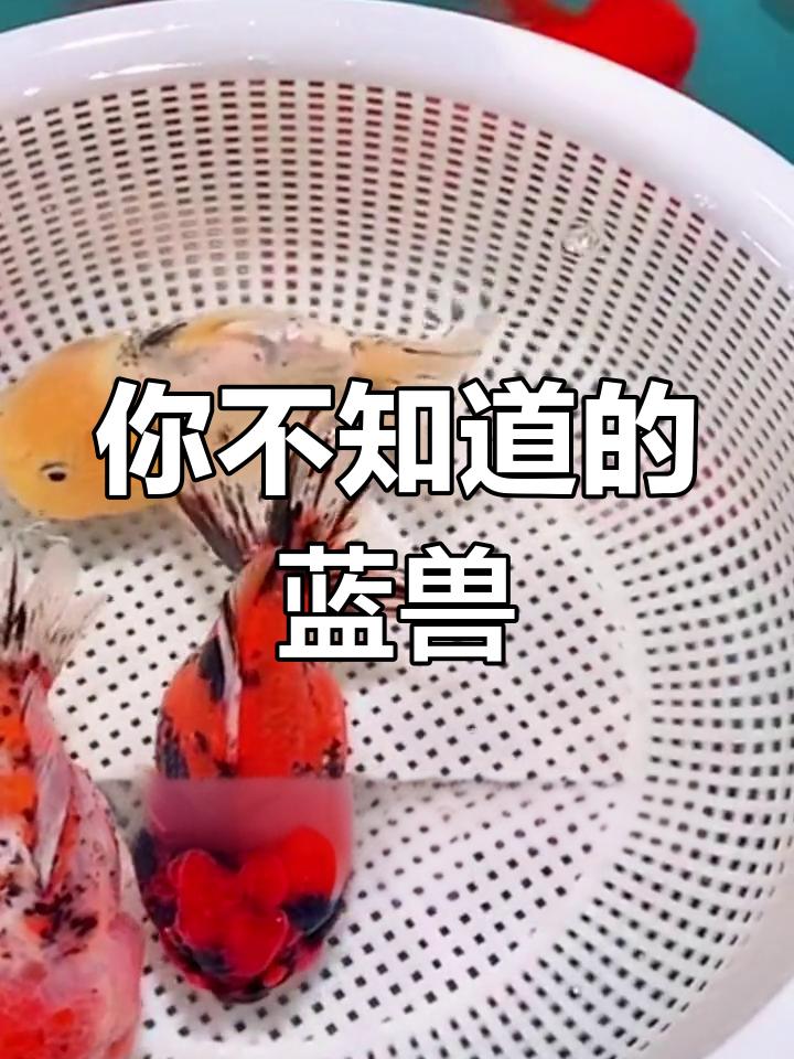 兰寿金鱼四大秘密
